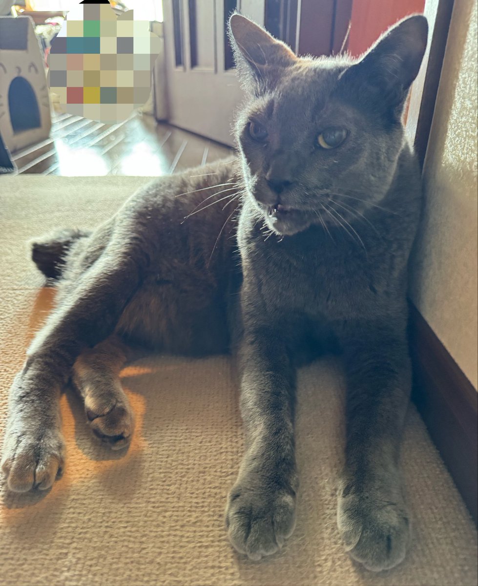 graycatmama's tweet photo. こんにちニャ🐾 https://t.co/mwC6PHqexv