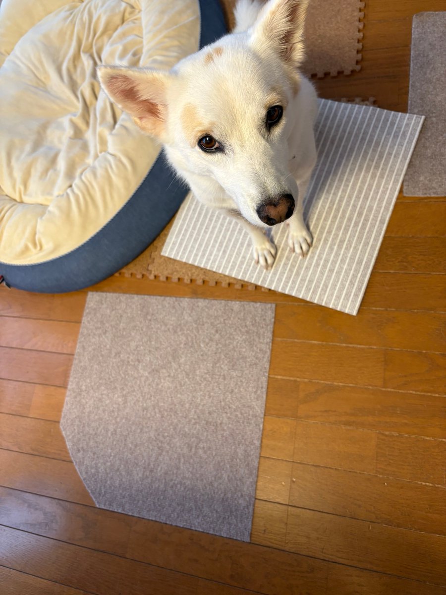 chiettila's tweet photo. 飼い主が遊んでくれないことに腹を立て…
吸着カーペットを剥がして裏返して
その上に座ってストライキ中 https://t.co/CTnJ2RmtVs