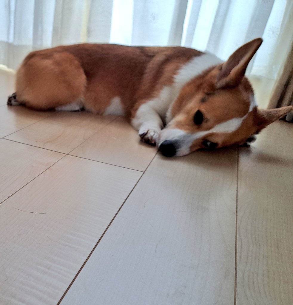 kirkasvalo's tweet photo. 急に私が犬のそばで腹筋し始めたらこの顔である。 https://t.co/bAvKCSl1JL