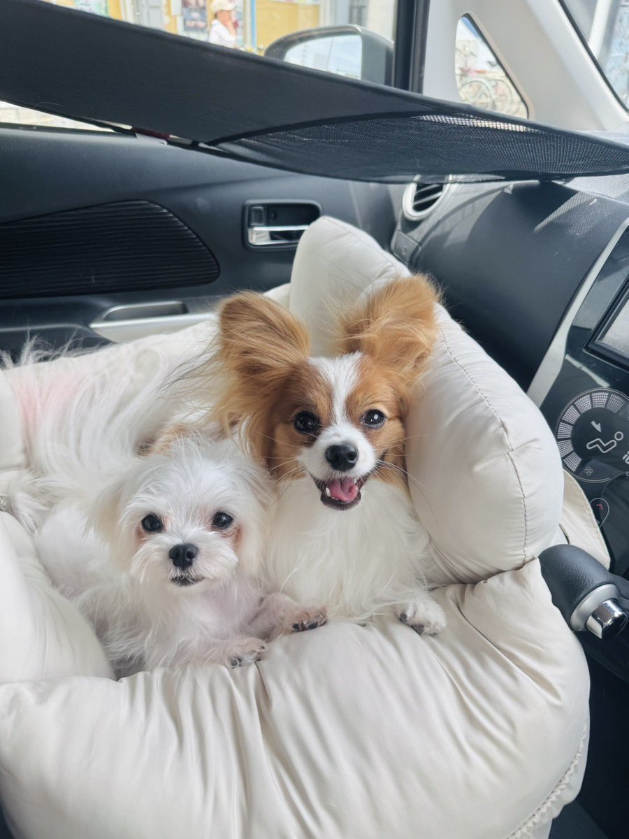 aiaispa's tweet photo. 信号待ち！めっちゃ見られてた🤣
幸せのひととき🐶 https://t.co/tYupYIQVLc
