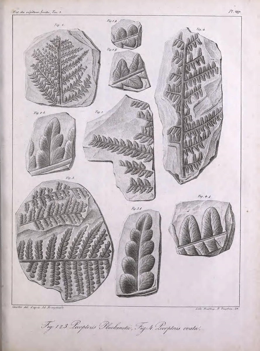 CRCpaleos's tweet photo. PALEOILUSTRACIONES
Pecopteris
📚Histoire des végétaux fossiles, Paris-Amsterdam, Chez G. Dufour et Ed. d'Ocagne, 1828-1837
#Carbonifero #Permico #Paleobotanica #IlustraCiencia https://t.co/WTLio2nAHi