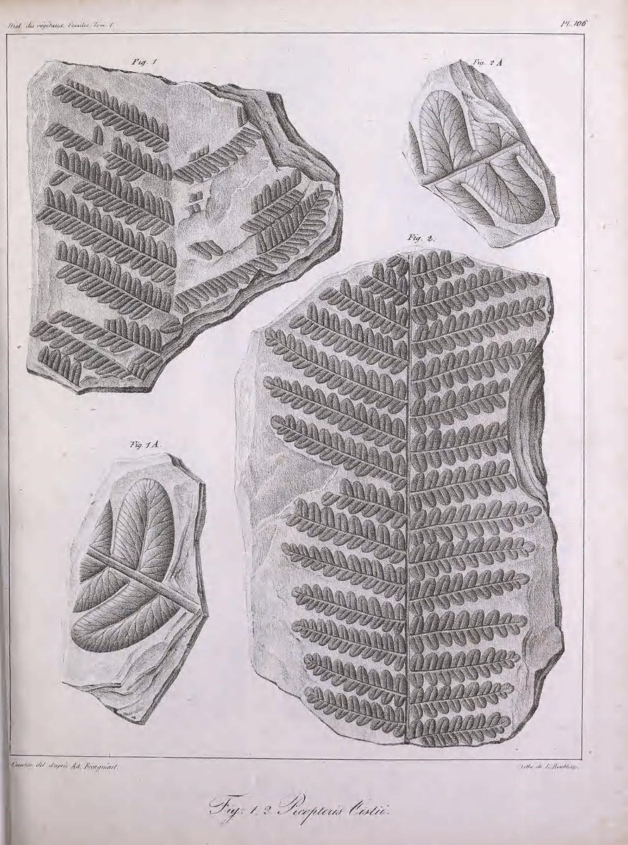 CRCpaleos's tweet photo. PALEOILUSTRACIONES
Pecopteris
📚Histoire des végétaux fossiles, Paris-Amsterdam, Chez G. Dufour et Ed. d'Ocagne, 1828-1837
#Carbonifero #Permico #Paleobotanica #IlustraCiencia https://t.co/WTLio2nAHi