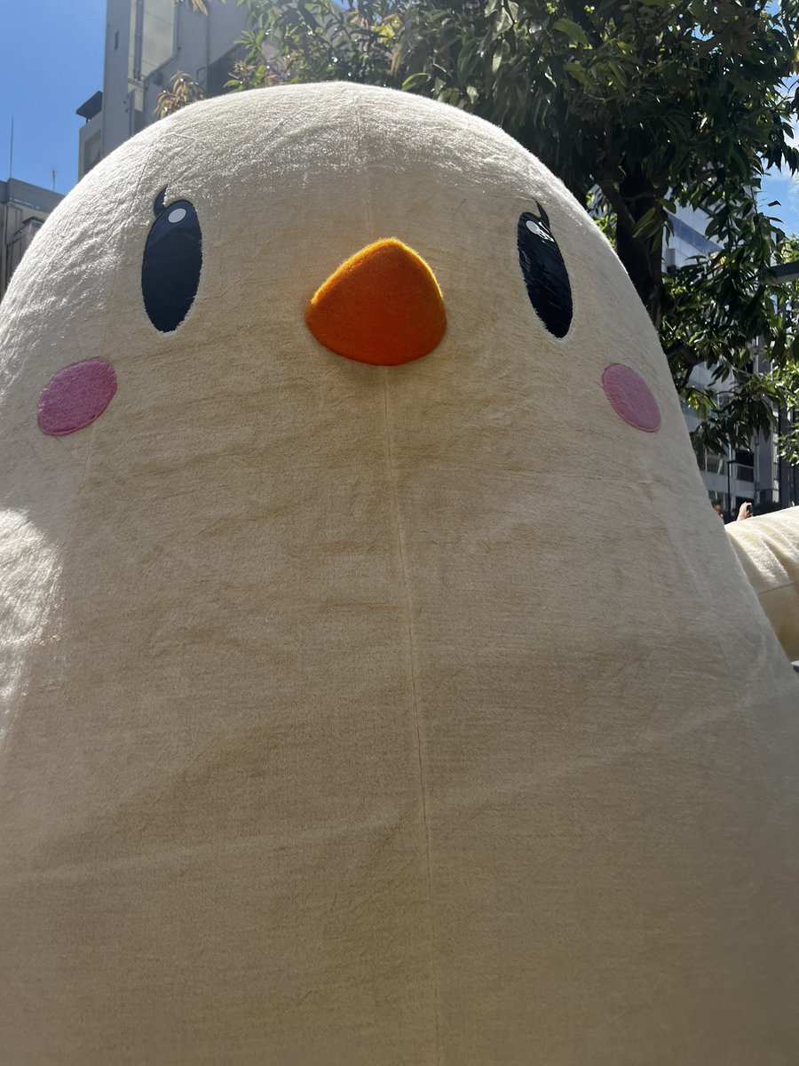 Keroport's tweet photo. 今年のアズレン周年イベでもまんじゅうと触れ合いたい

去年はまんじゅう渾身のファンサ突進で秋葉の中心で悲鳴をあげたもんよ https://t.co/z7v3tS1Sri