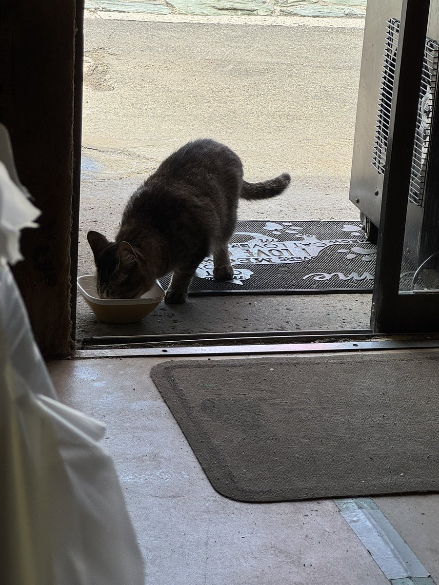 zabuton9912's tweet photo. うめぇし猫可愛い https://t.co/AiXVHCGNLZ