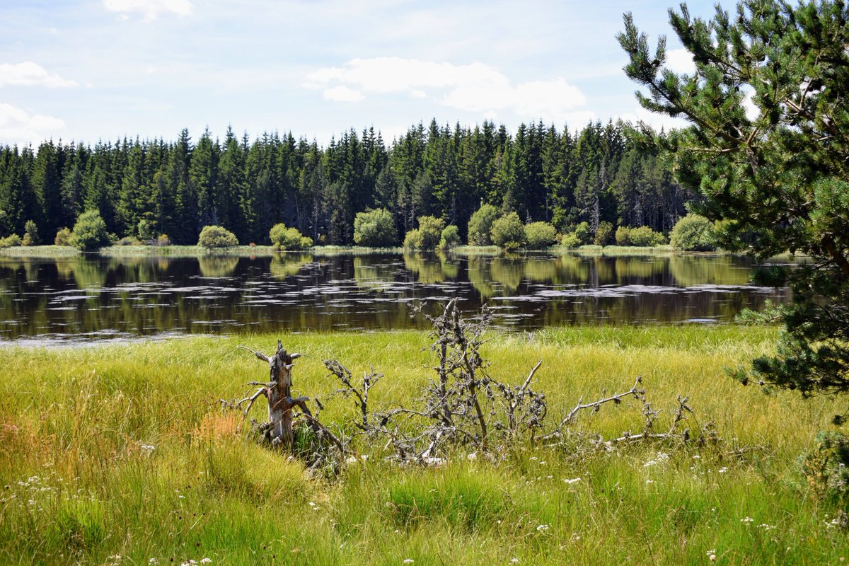 Balade_Sympa's tweet photo. 👉 Une #BaladeSympa et 100% nature autour du lac de Charpal en Lozère, un lac perché à 1326m d'altitude 🏃👍 #lozere #occitanie #MagnifiqueFrance https://t.co/XBiQweXmn5
