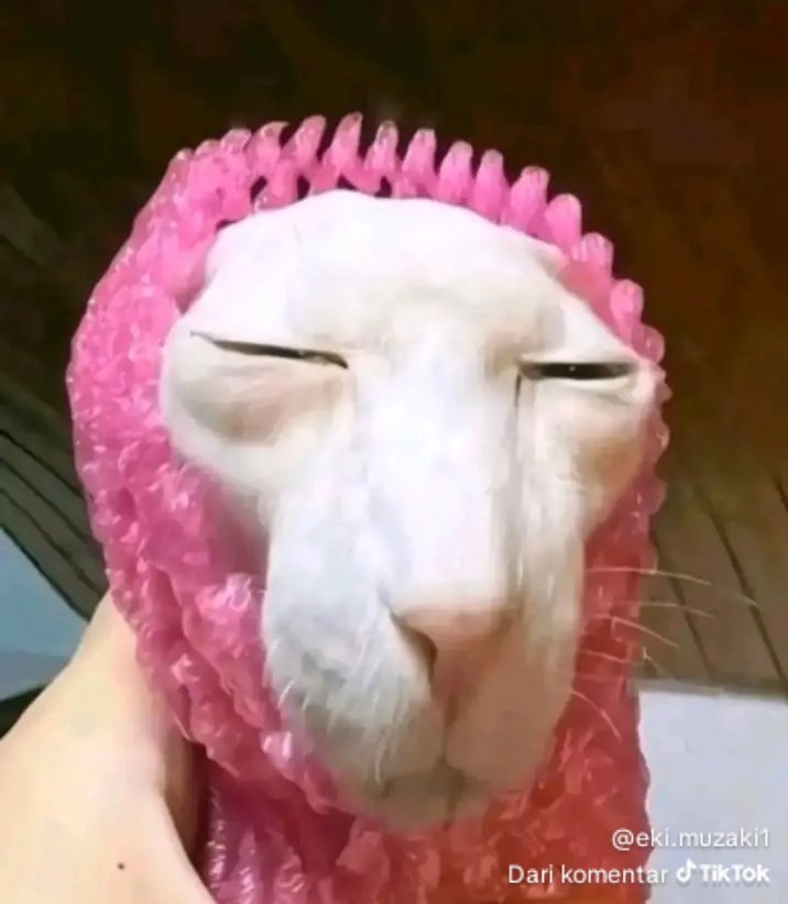 MemeLand0102's tweet photo. Miaw miaw kucing siapa ini woy https://t.co/VGEgAVpfzi