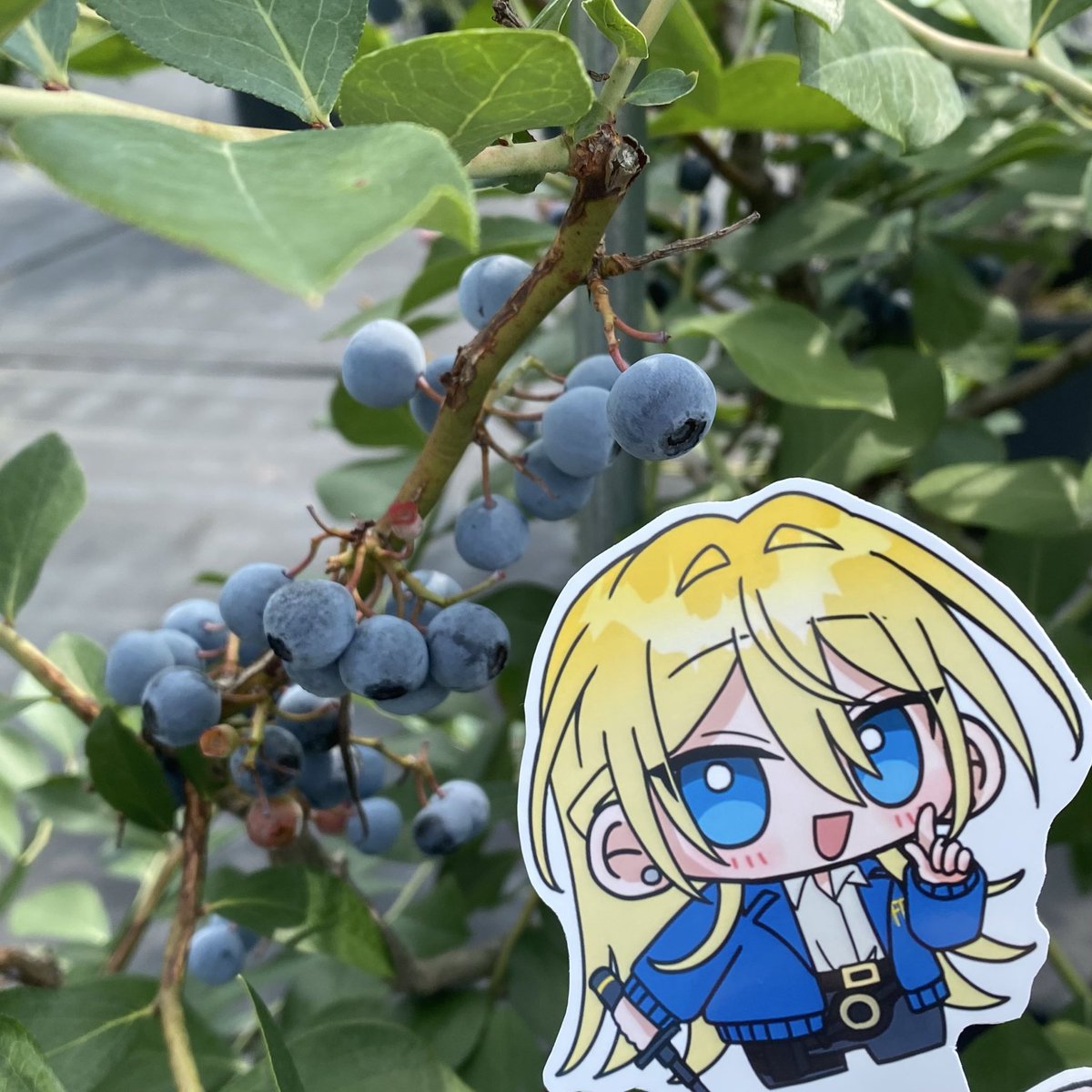 myaduki's tweet photo. ブルーベリー狩りに行ってきた！🫐
ﾄﾜﾇｲを人に託したら落としてしまい大捜索して見つけた時の3枚目と不貞腐れた写りの4枚目 https://t.co/8Okcrjcmo6