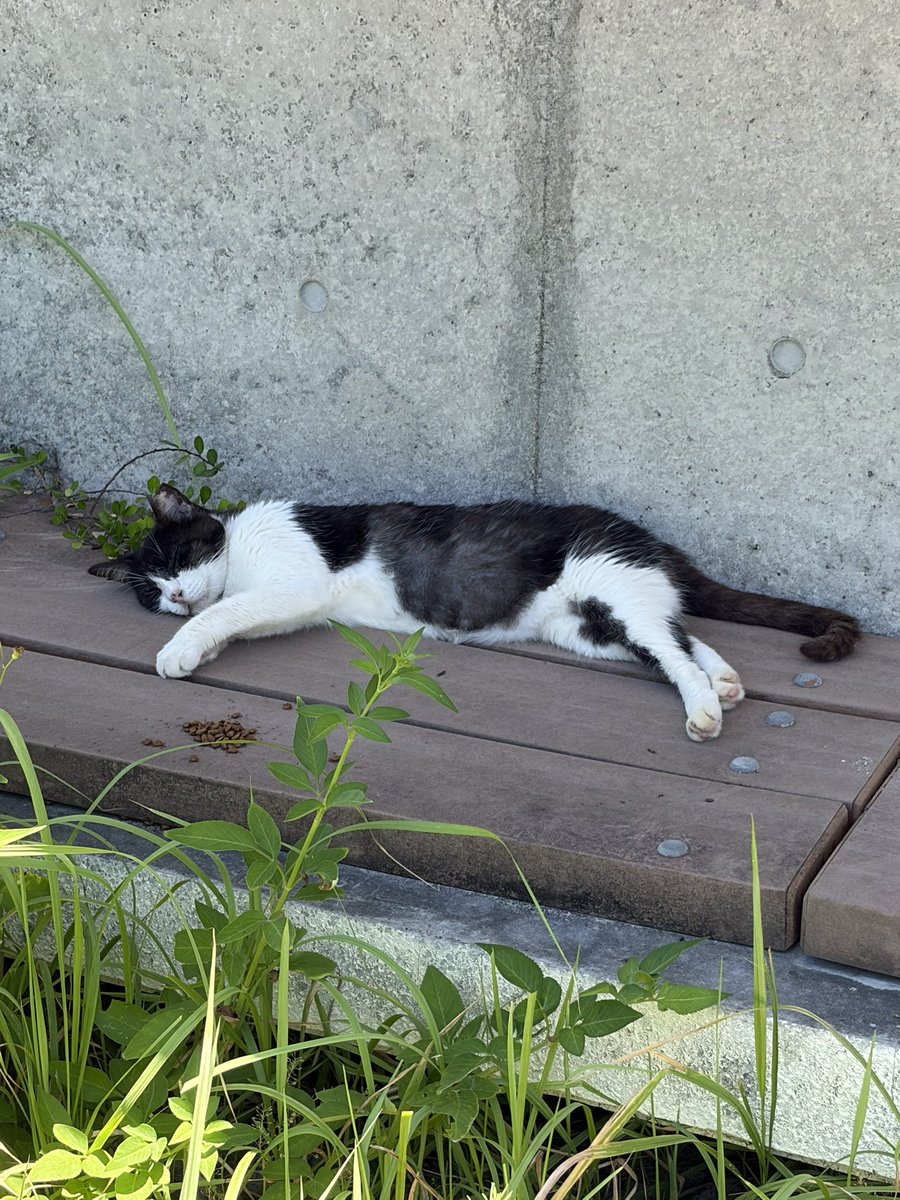 SnoopCatt13's tweet photo. そしてネコ眠る🐈
バスケもできて癒しもある、
素晴らしい環境👍 https://t.co/ZwPobXu5W1