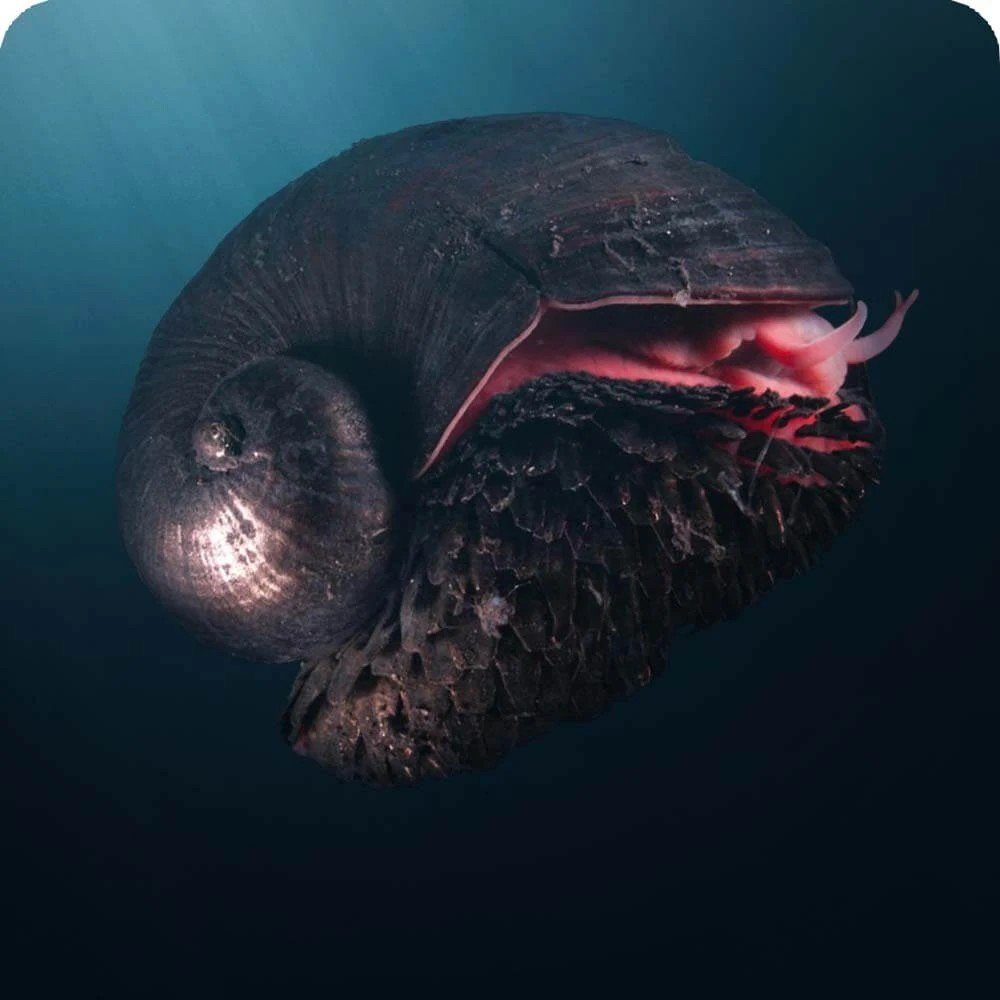 Sagiel_X's tweet photo. Imagine a creature with no eyes that doesn't eat anything, but gets its energy from bacteria inside its body. That's the scaly-foot snail. 🐌

Though they have symbolic mouth, evolution has left their mouth and digestive system completely useless as adults. they absorb toxic chemicals from underwater volcanic waste through their gills to feed a colony of bacteria in their throat gland. In return, the bacteria release sugar and nutrients for the snail!

Another interesting fact: because their shells are made of actual iron minerals, these snails are magnetic and will physically stick to a real magnet.