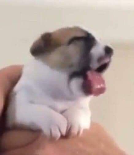 Felixzybae's tweet photo. @ren_ezito É horrível msm, praticamente todas as frases de efeito das garotas envolvem onomatopeias, "kirakiralan" " winwinwink" "kokoro kyunkyun" "zukyoon" "meromero chuu"
N sei se foi numa tentativa de fazer as personagens memoráveis ou só fazer elas terem frases de efeito, ficou ruim dms https://t.co/p5PIWtCCLv