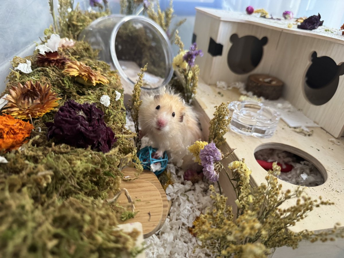 cryptenhope's tweet photo. I have no idea what was going on with my mom’s phone settings in the first picture but everyone must bow and tell him he is most beautiful ham (he actually fell asleep during playtime 😭) https://t.co/T9xX4sy53b