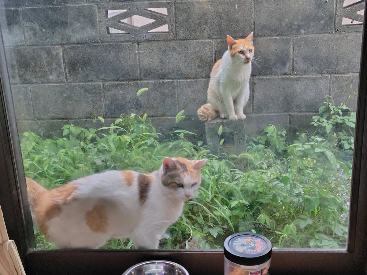 jnrtype201's tweet photo. 外ネコちゃん(避妊·去勢手術済みの地域ネコ)も相変わらず餌をねだりに来ます。 https://t.co/uN7FuzsGrC