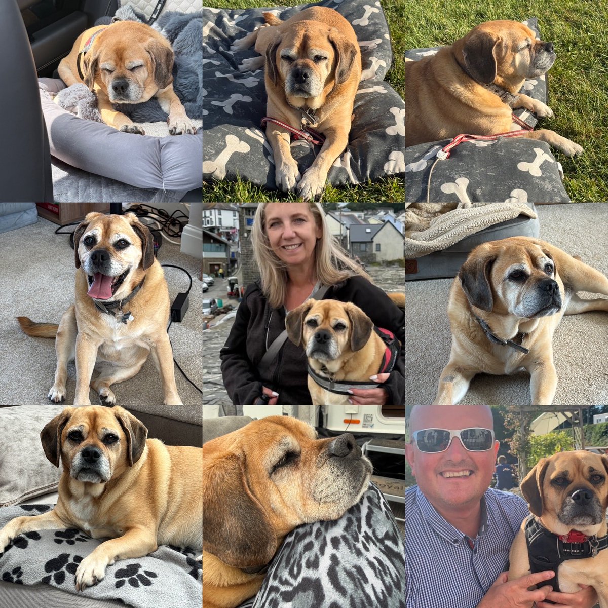 pippapuggle's tweet photo. Hiya my X pals, just wanted to let you know itโs my birthday!! Iโm 13, yes you heard right 13! I know I donโt look it ๐ Iโm gonna have the best day, now come on mum crack open them snacks ๐ถ๐พ #puggle #pugglepack https://t.co/fUzNs5IxK0
