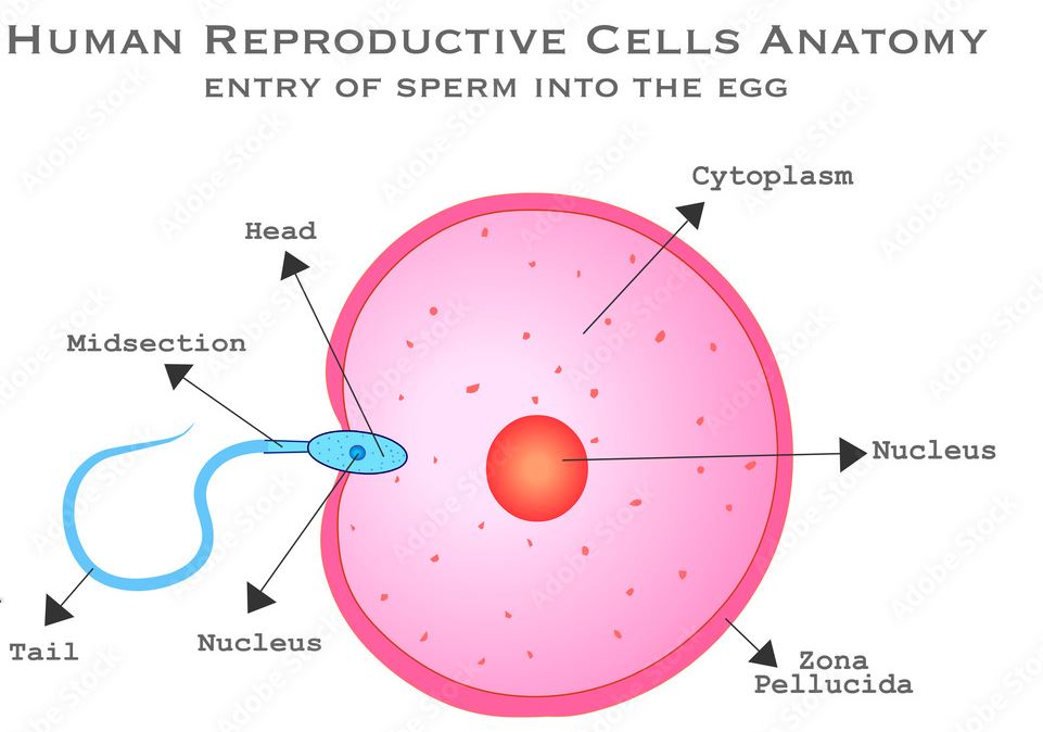 FrozenFroth's tweet photo. @mara_065 Women who make silly memes. Gender ID is determined at the moment of conception by the MALE sperm. Not when you are born or brain washed otherwise. https://t.co/iKOPQwIYzh