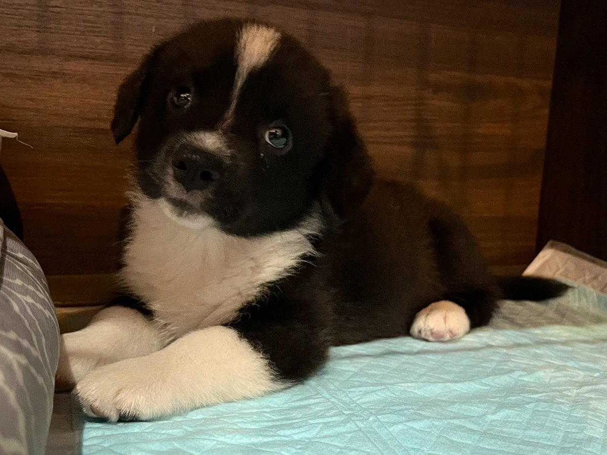 krbys81's tweet photo. 20代ラスト誕生日！
そして実は7/29にウェルシュコーギーカーディガンの子犬をお迎えしました🐶
爬虫類たちもこの子もめいっぱいかわいがっていきます！！！ https://t.co/CaBhdzh72V