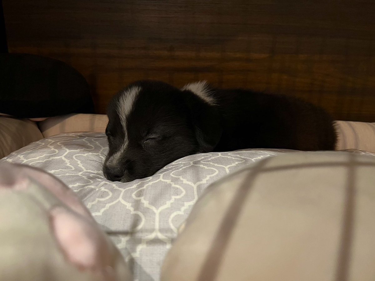krbys81's tweet photo. 20代ラスト誕生日！
そして実は7/29にウェルシュコーギーカーディガンの子犬をお迎えしました🐶
爬虫類たちもこの子もめいっぱいかわいがっていきます！！！ https://t.co/CaBhdzh72V