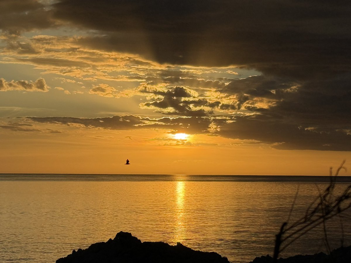 StephPenny1's tweet photo. So thrilled that so many of you have watched my video of yesterday about World Childless Week! Posting online can feel like screaming into the void, so thank you. In gratitude, I share this gorgeous sunset pic—don’t you just love the way the bird photobombed it? #SaturdaySelfCare https://t.co/vSjbHcFJP0