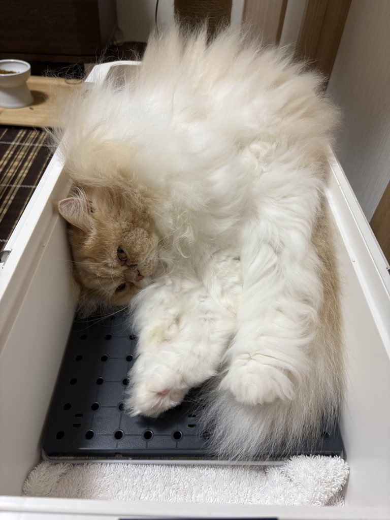 Coolerbox1Cat's tweet photo. 頑張ってちゅ〜るゲットしたから寝るにゃ！
I worked hard to get Churu, so I'm going to sleep!
#ねこ #猫 #猫写真 #猫好きさんと繋がりたい #クーラーボックス #爺顔猫 https://t.co/2r028MGVkU