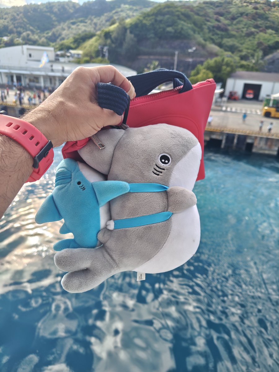 kanawata0217's tweet photo. 真夏の冒険編もそろそろ終盤です
行ってきます
#おでかけ子ザメ 
#子ザメとまいにち https://t.co/odanEC4r3f