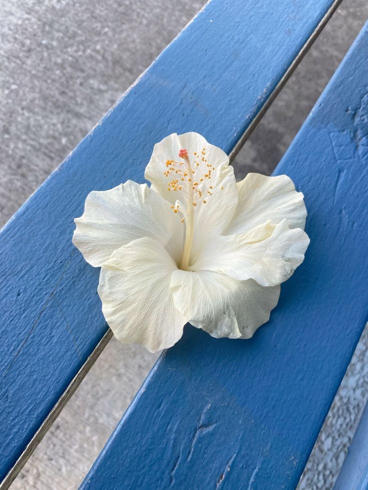 silenttearthh's tweet photo. summer core https://t.co/vH0rQ1FP2F