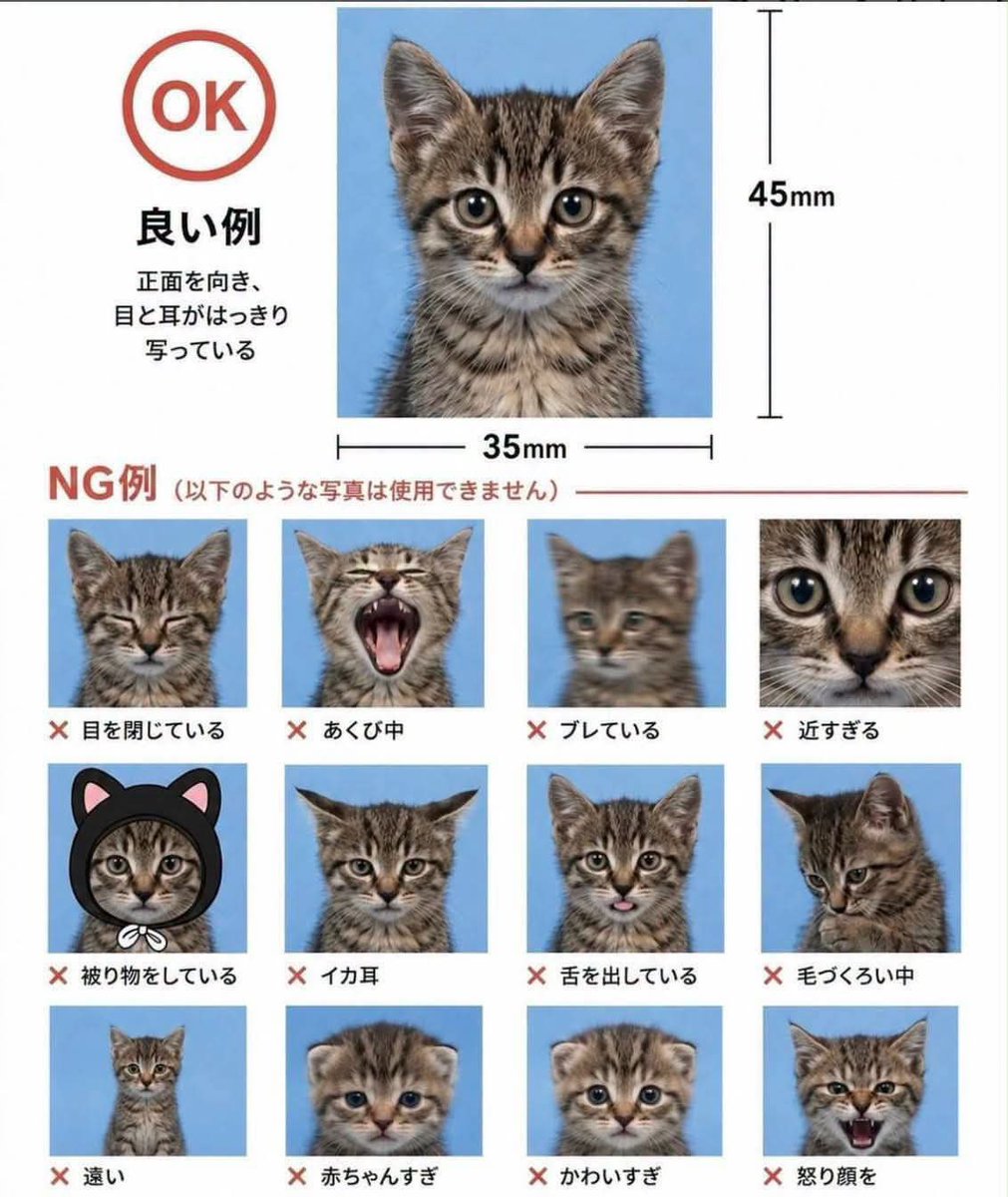 yunhwasdog's tweet photo. 🈴🐰 https://t.co/7Xaa1NnKzF