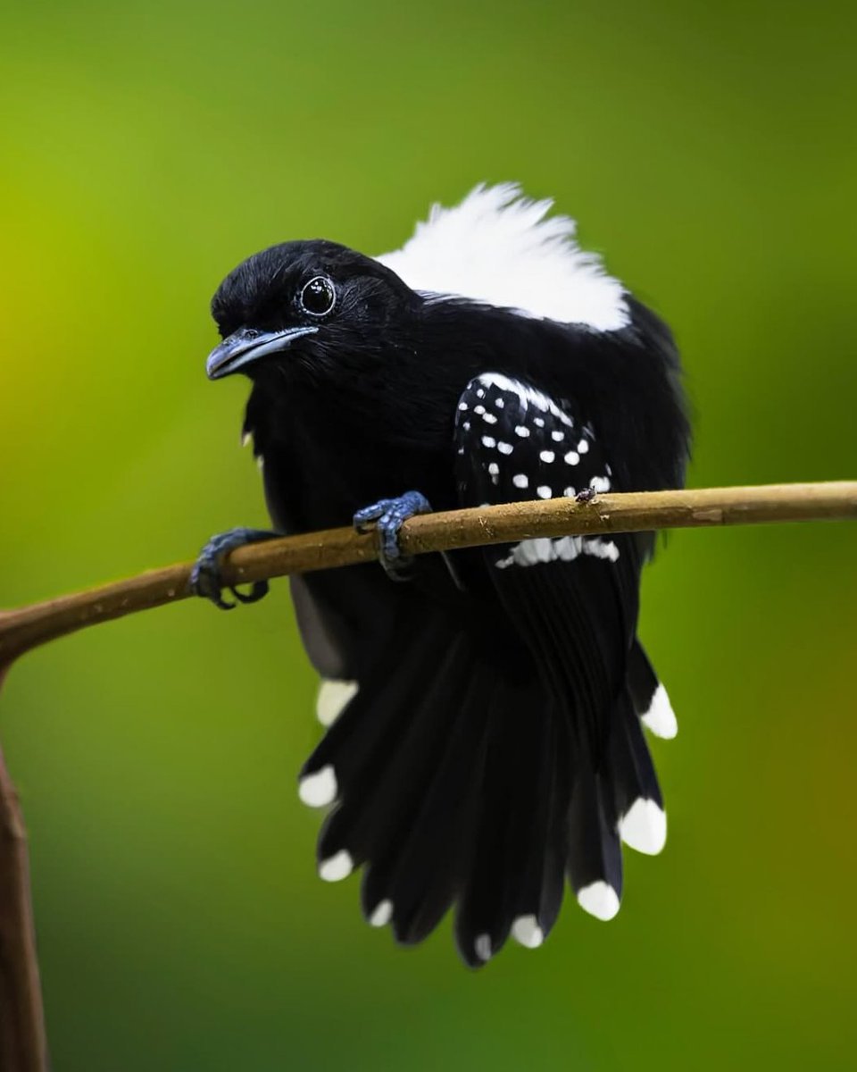 birdslover512's tweet photo. Dot-winged Antwren https://t.co/gy9wBkfRJJ
