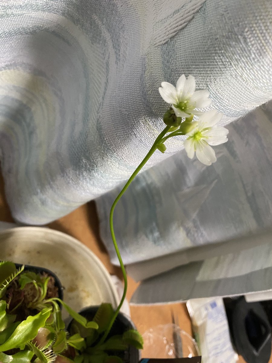 Type00_'s tweet photo. ハエトリソウの花から2個だけだけど採種できた https://t.co/sdAk7JR6TH
