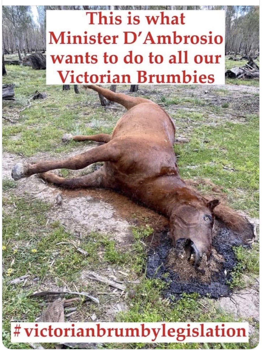 RositaDaz48's tweet photo. This is what #MinisterDAmbrosio wants to do to all our Victorian Brumbies!! https://t.co/bguBRn7EIS