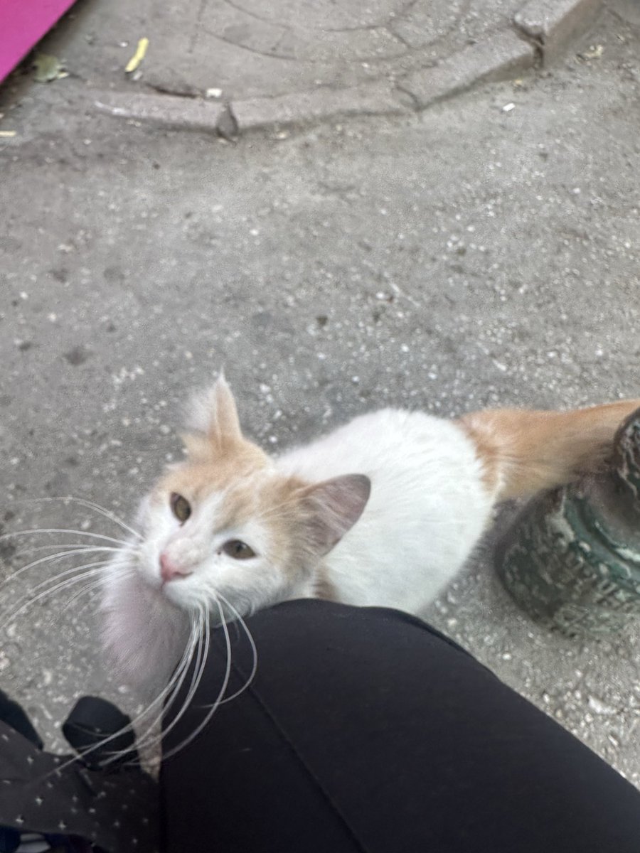 mollykittygirl's tweet photo. Bir de bu geveze sevgi bağımlısı var aynı familyadan uzun tüylü bir bir buçuk yaşında erkek -ESKİŞEHİR https://t.co/n5ue3DjueB