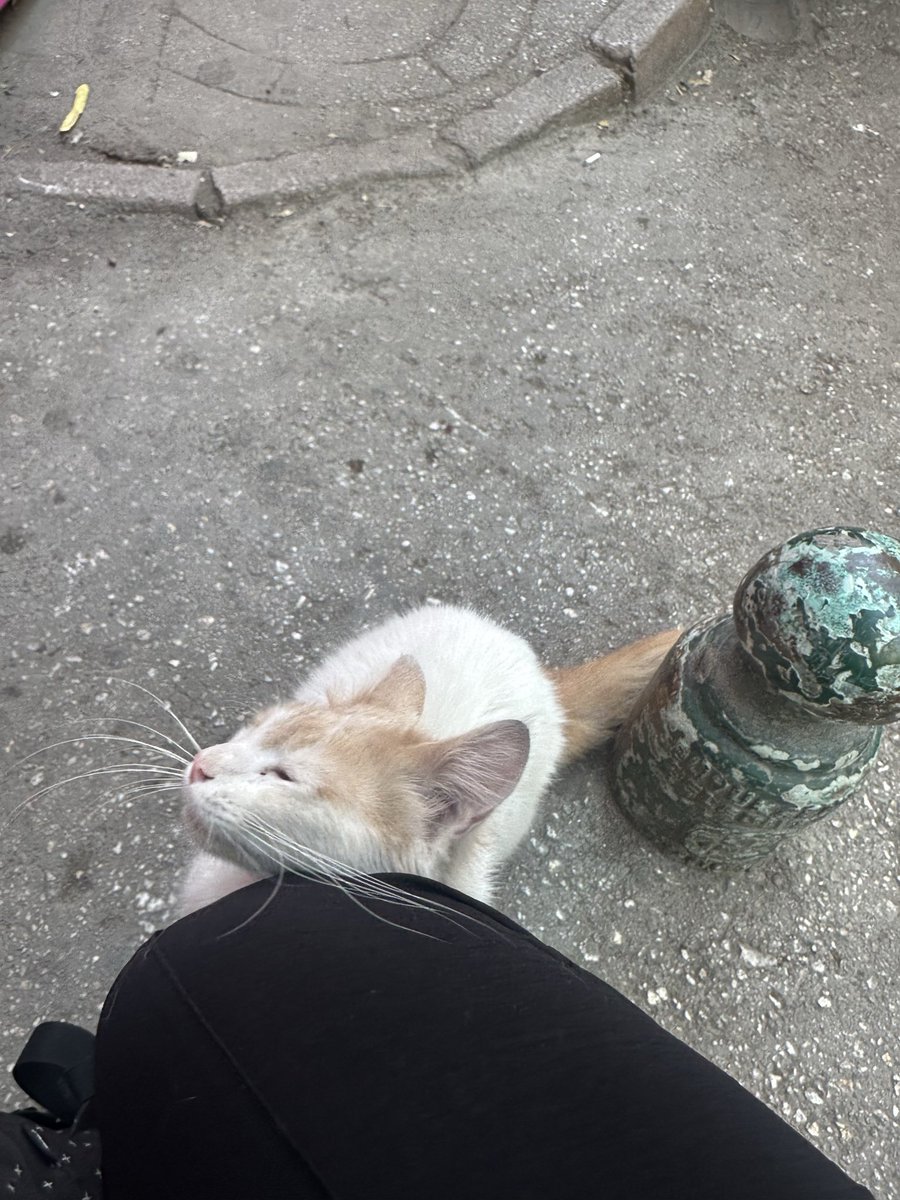 mollykittygirl's tweet photo. Bir de bu geveze sevgi bağımlısı var aynı familyadan uzun tüylü bir bir buçuk yaşında erkek -ESKİŞEHİR https://t.co/n5ue3DjueB
