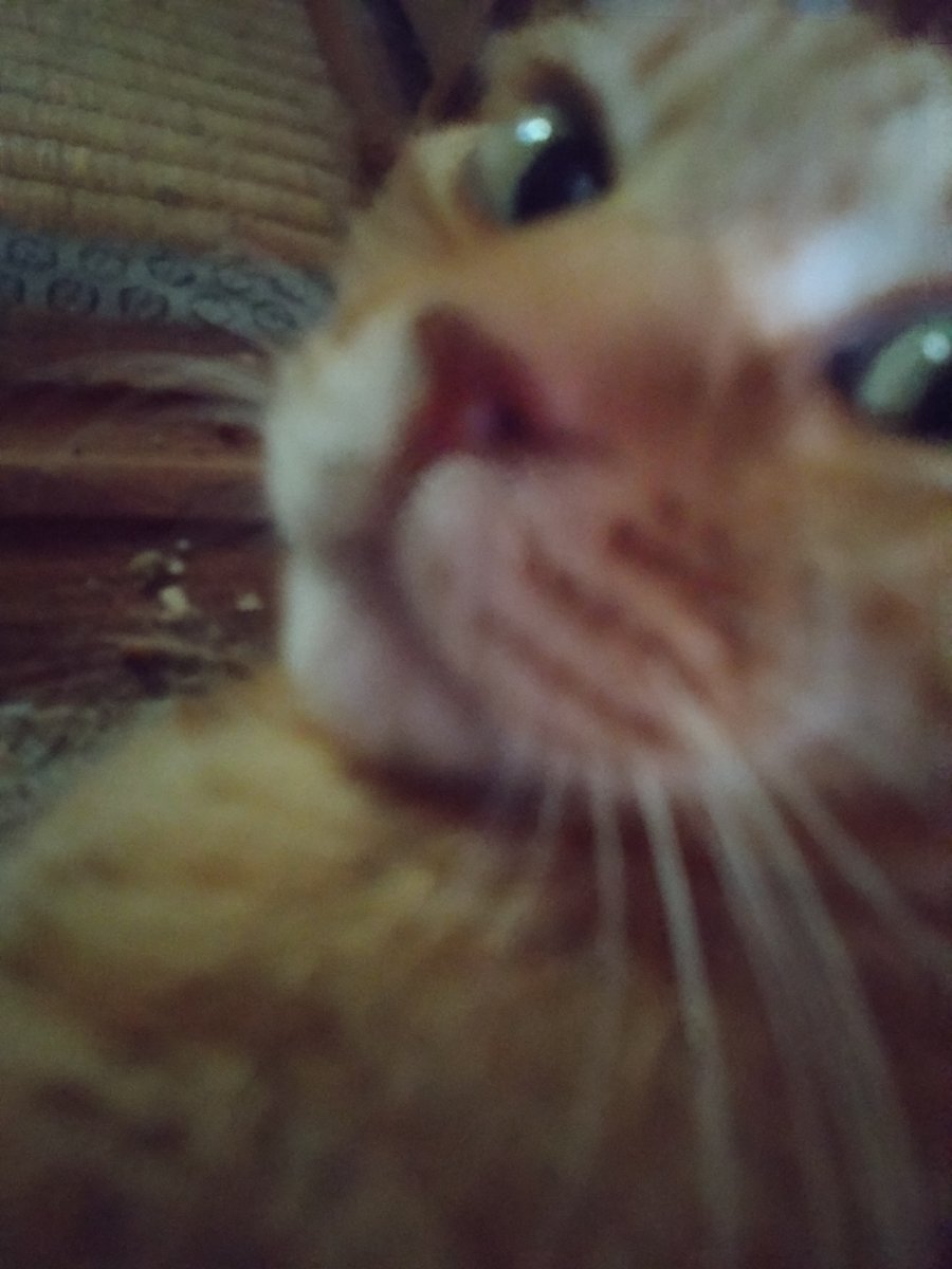 doranecomputer's tweet photo. ミーたん元気🐈️だよ https://t.co/niae2QdWlH