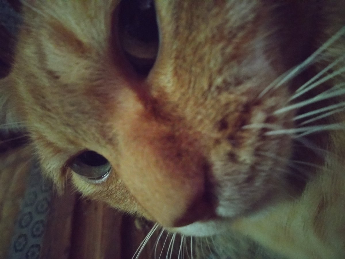 doranecomputer's tweet photo. ミーたん元気🐈️だよ https://t.co/niae2QdWlH