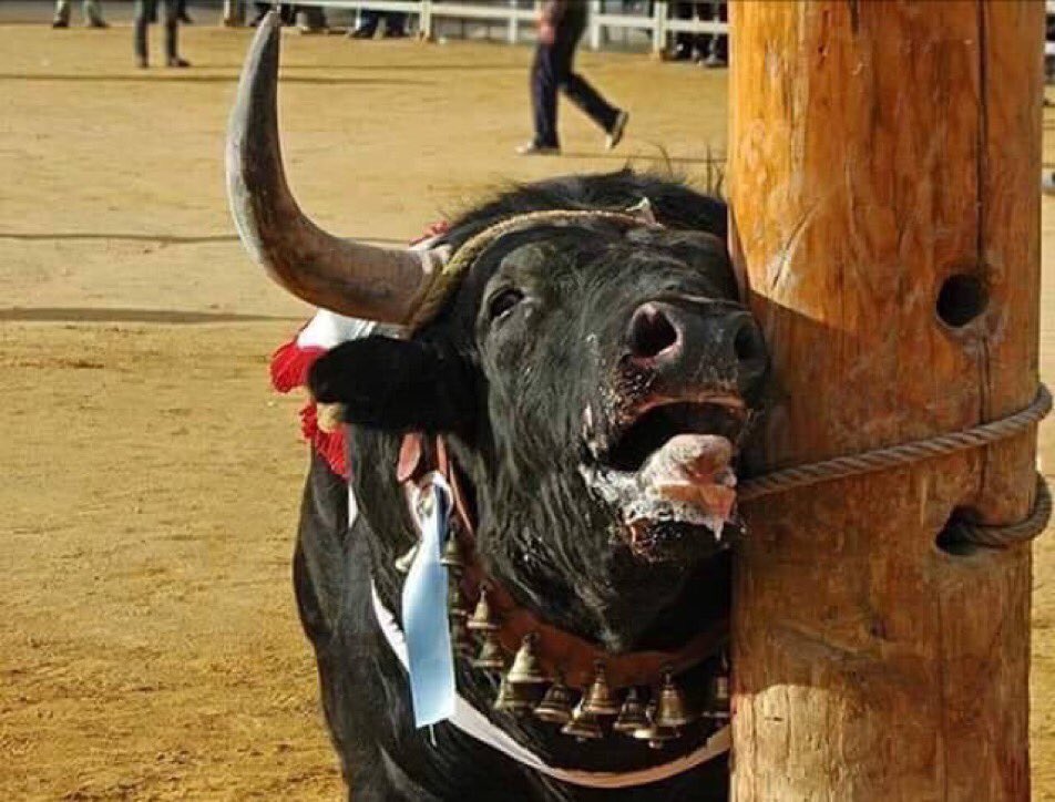 ruben_prz's tweet photo. ¿Cultura? Exhibición de la violencia para que niñas y niños normalicen lo que ocurre en una plaza de toros, en un encierro...

Este tipo de situaciones vulnera sus DDHH mientras administraciones públicas lo financian. https://t.co/mLo7H4Q2oc