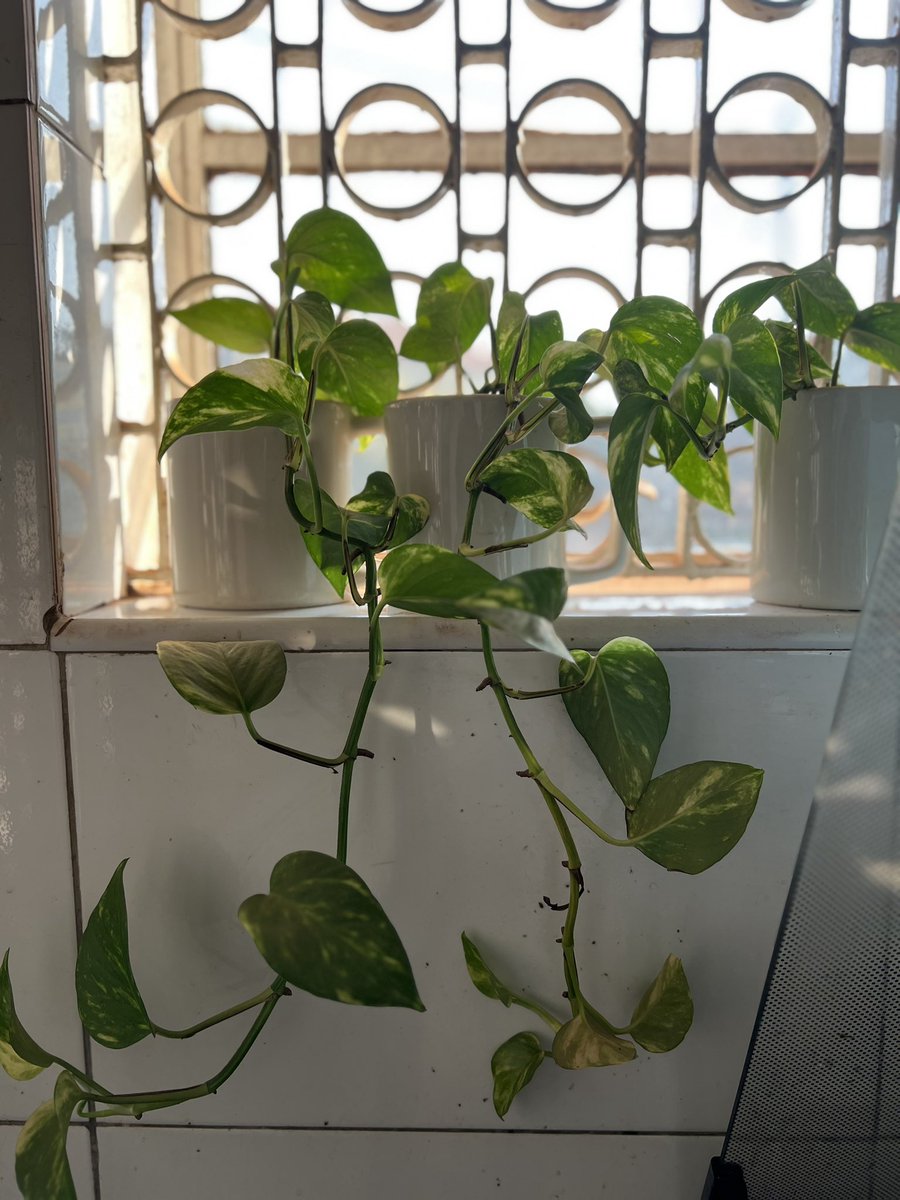 RuwiEssentials's tweet photo. Small small reminder that Golden Pothos can grow anywhere and withstand dusty conditions 🤗

#RuwiEssentials #GoldenPothos https://t.co/uc6TdK012g