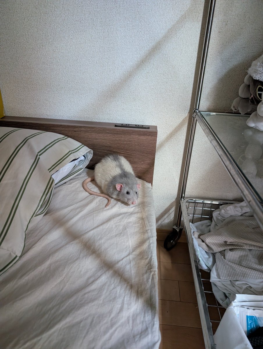 mi__0__'s tweet photo. 優雅な土曜の午後を過ごすドブネズミ https://t.co/UVf7sV4iUi