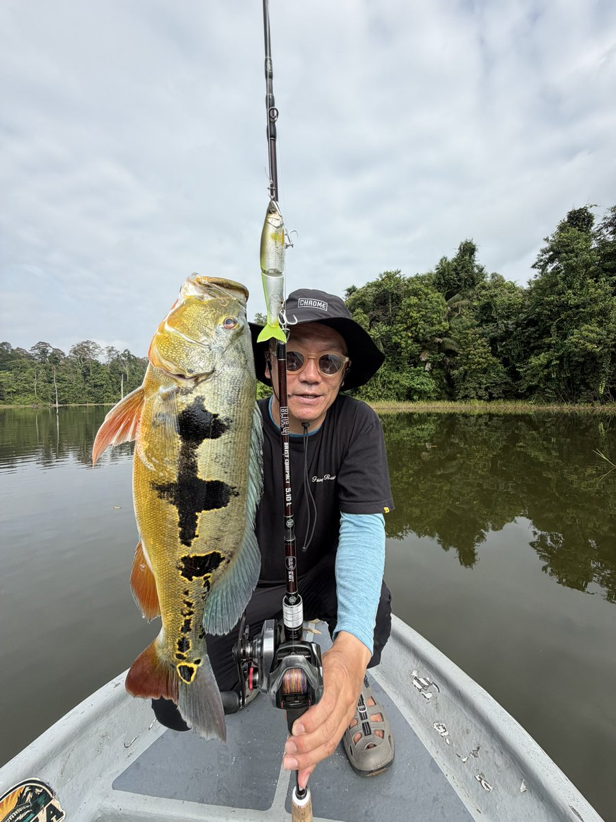 malay_fishing's tweet photo. 何か釣りたいのでまたトーマン釣りに行く。
ボール撃ちみたいな感じになり、45cm位のピーコック。日本からamazonの買い物しても送料無料になることが判明して色々買いまくる。
#ジョイクロ https://t.co/THtnLDhTyS