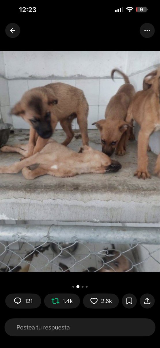 Mario_bets's tweet photo. @JavierI72231309 @SergioChavez_D Apoyar a un hijo de su puta y perra madre que asesina animales por incompetente. https://t.co/yUSwYvNsMM