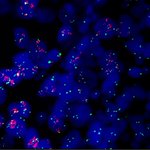 Photo by Optolong Fluorescence Filter for life science (@Optolongfilter)