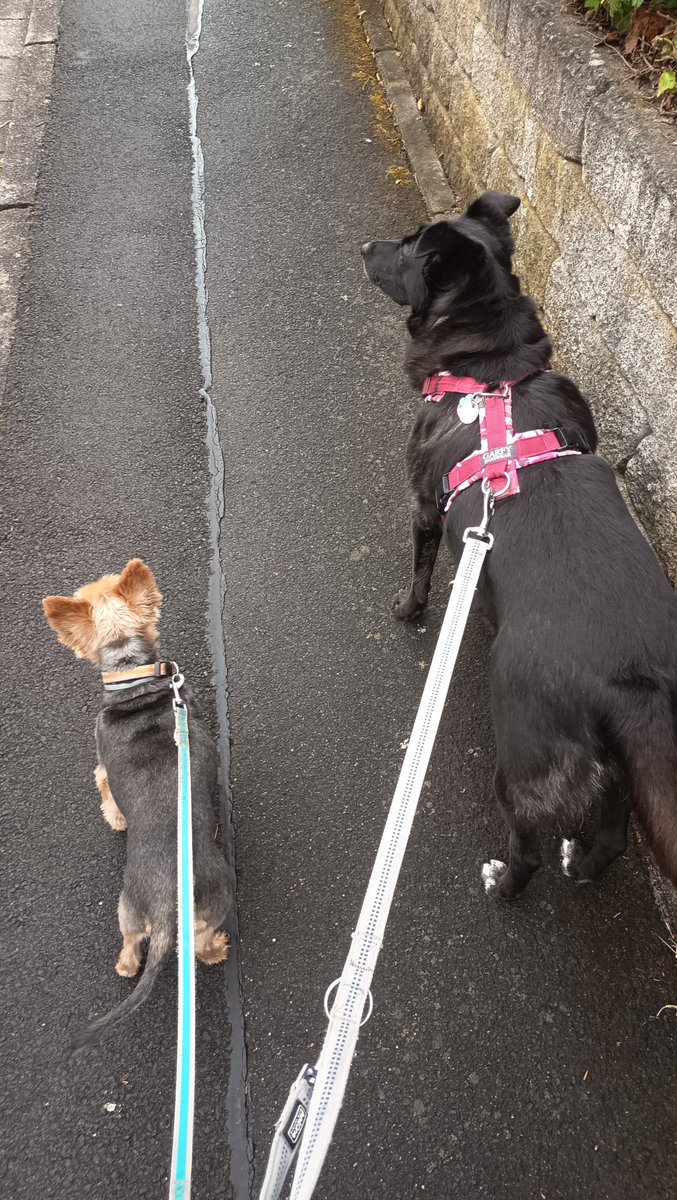 DanyBaumarkt's tweet photo. Morgens halb acht in Deutschland
#BettyundBenny #Gassigehen #Hunde https://t.co/YZ3kqDDYZJ