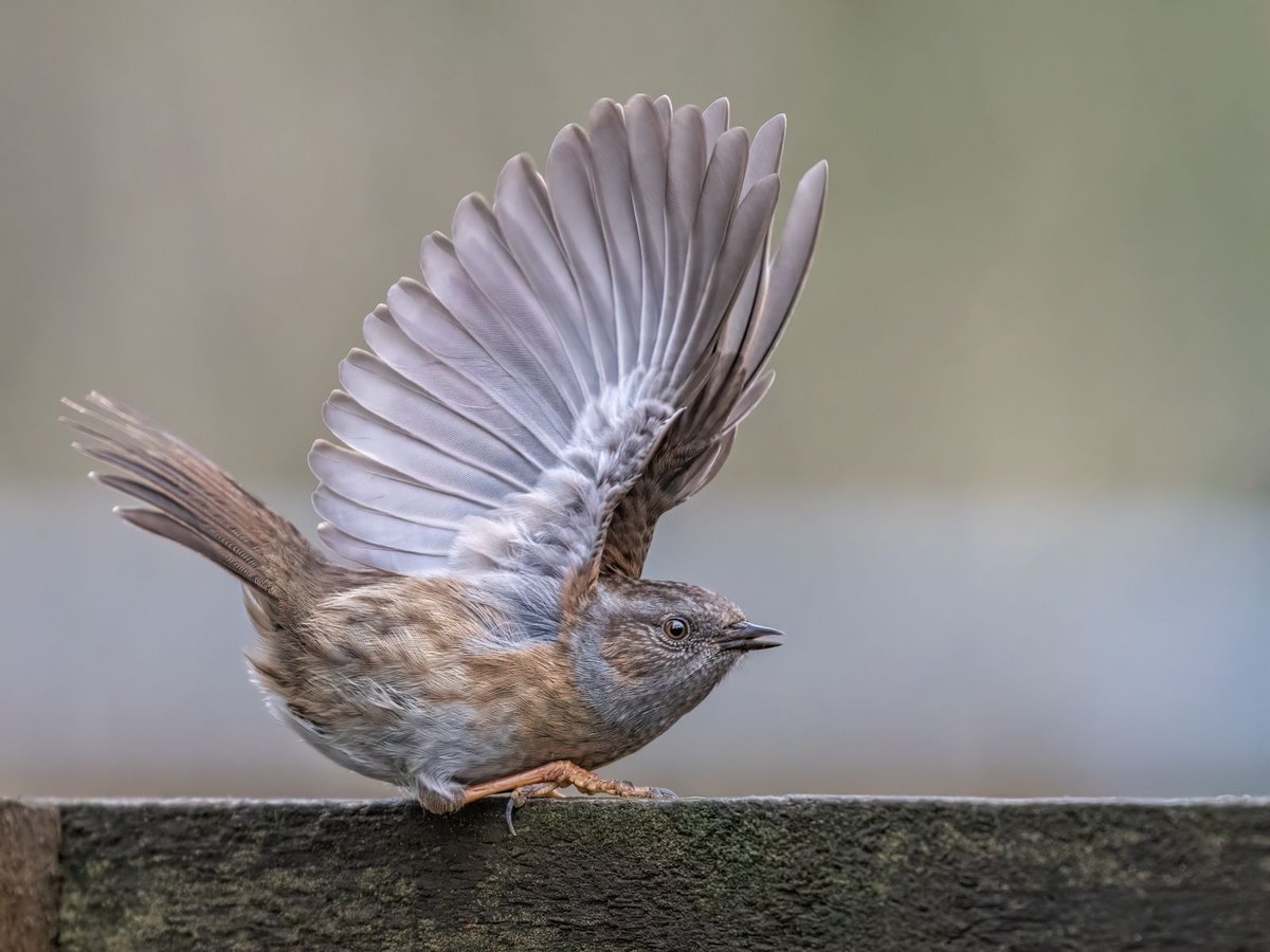 vickyoutenphoto's tweet photo. Dunnock about to fly off
https://t.co/E6uD5xMUx0
#wildlife #bbccountryfilemagpotd #photooftheday #BBCWildlifePOTD #BBCSpringwatch #wildlifeuk @ThePhotoHour @Team4Nature @Britnatureguide @NatureUK @wildlifemag #dunnock https://t.co/sjZP6AwkY5