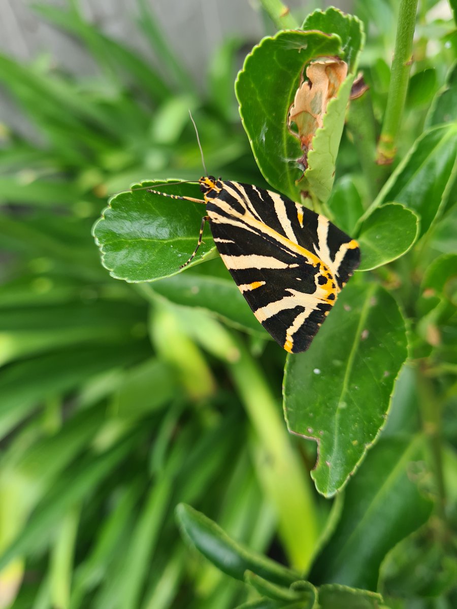 Artyboy00038262's tweet photo. @DailyPicTheme2 #FavouritePictureFromJuly 
Jersey Tiger Moth in my garden https://t.co/A48W3KuRPl