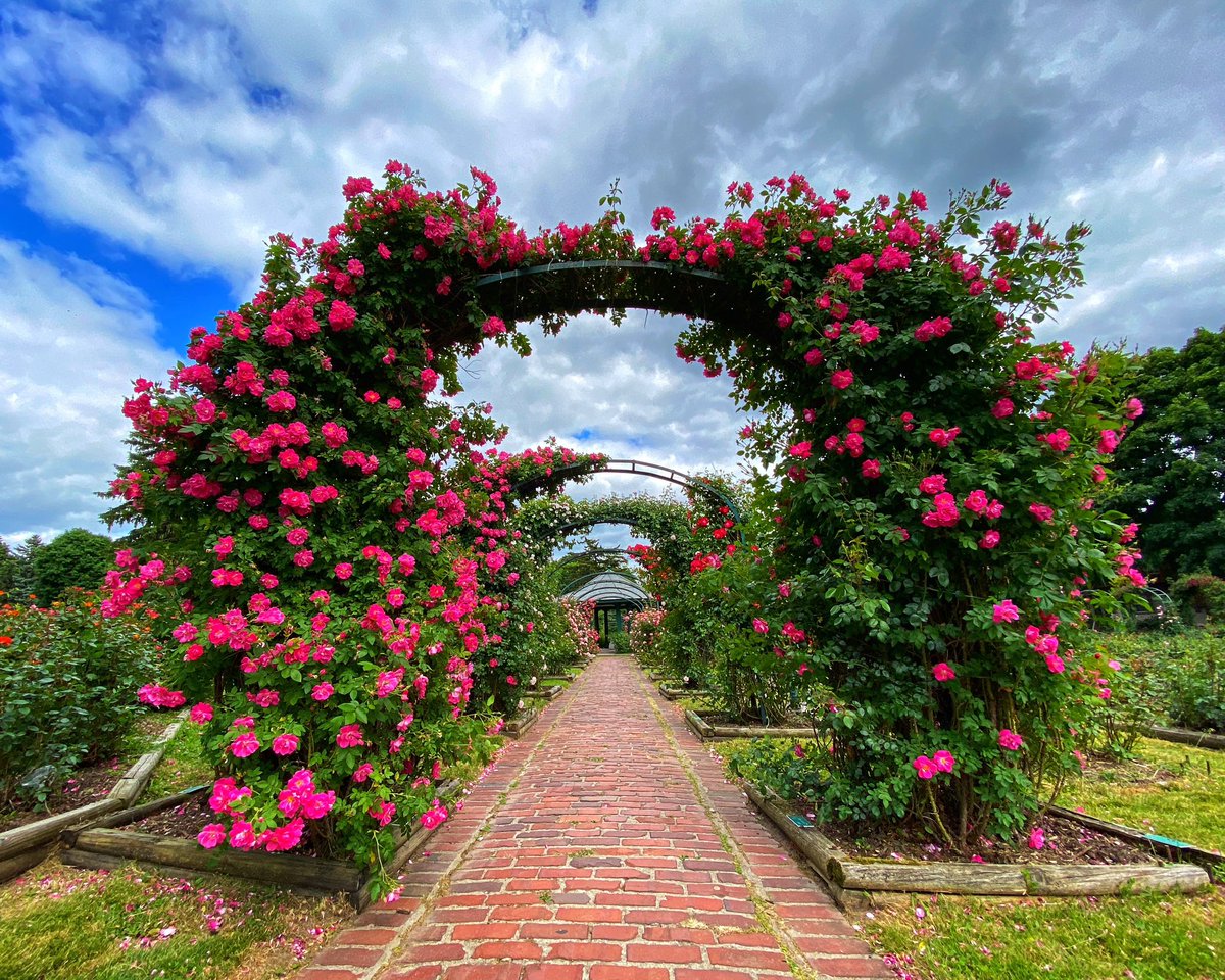 niceparis125's tweet photo. Rose Garden🌹 https://t.co/Gjx5pzEd85