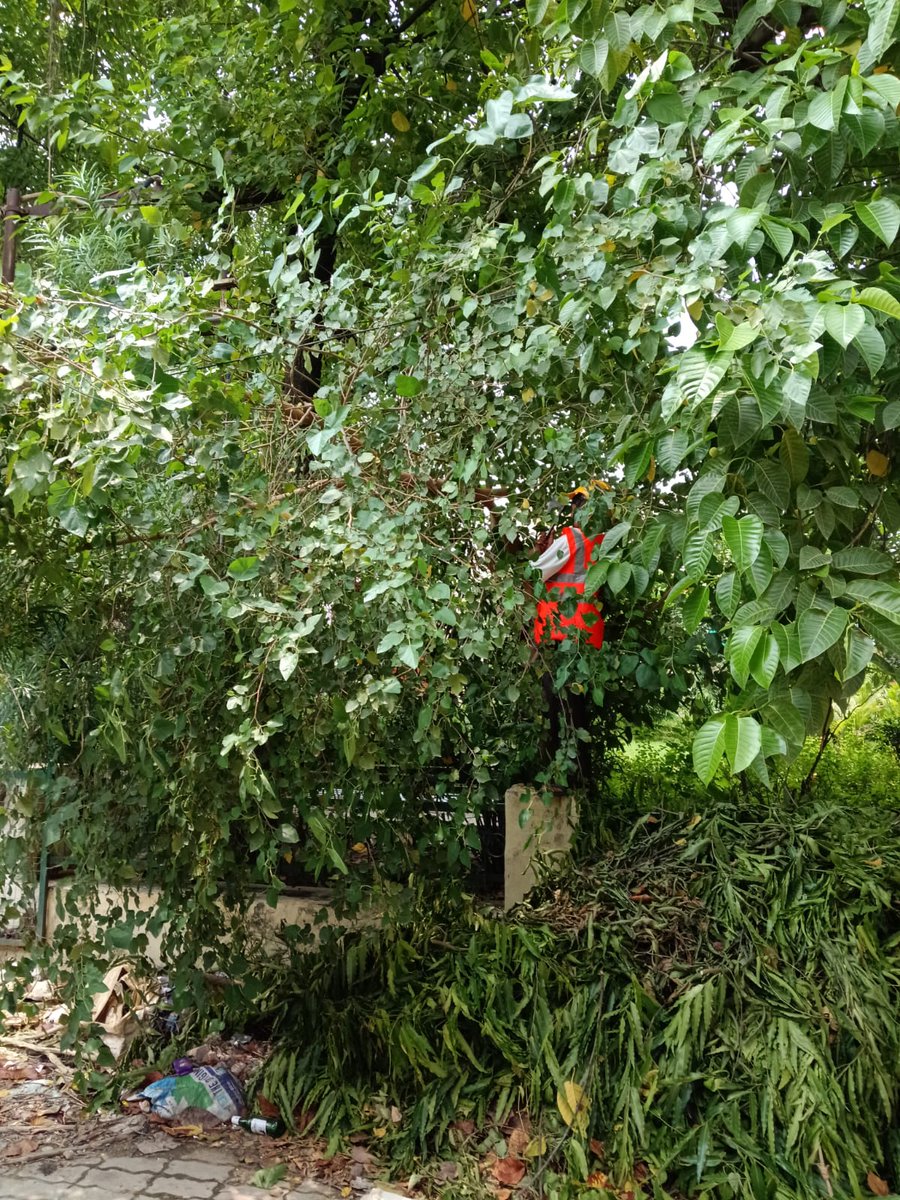 se_techjnkp's tweet photo. MAINTENANCE WORK!!!!
#TREECUTTING #BRANCHCUTTING #CLEANING #WORKDONE #UPPCL #JANKIPURAMZONE #PROGRESS #CHOPPING 
@aksharmaBharat @EMofficeUP @ChairmanUppcl @mduppcl @MVVNLHQ @MVVNLmd @UPPCLLKO https://t.co/YUPBlc3wsI