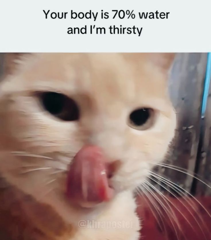 Meowversetwt's tweet photo. https://t.co/aFUgiEVGkG