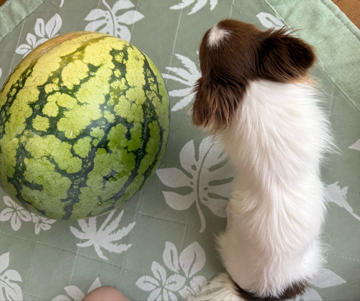 0312_ka's tweet photo. 🎐🍉🎐🍉🎐🍉🎐🍉🎐 https://t.co/hreA1GM6qO