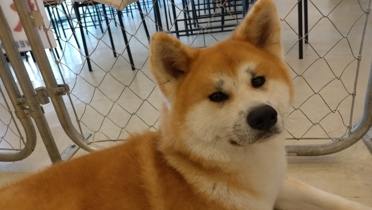 fuu_0809's tweet photo. 秋田での個人的ミッション②
秋田犬カフェで秋田犬と触れ合ってきました。初ドッグカフェ。
おだやかな子で、たくさん触らせてくれて、癒やされました。
モフモフ。 https://t.co/Whl8GsQ7QX