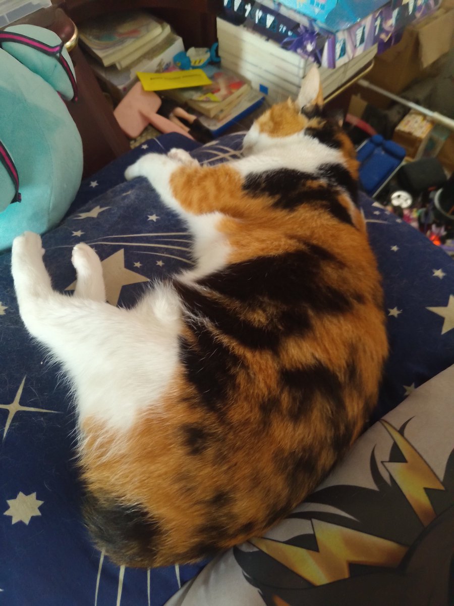 gatex103's tweet photo. 私の猫の娘は17年間私と一緒にいます。私たちはこれからもずっと幸せに一緒にいます。 https://t.co/SafgVOSA1t