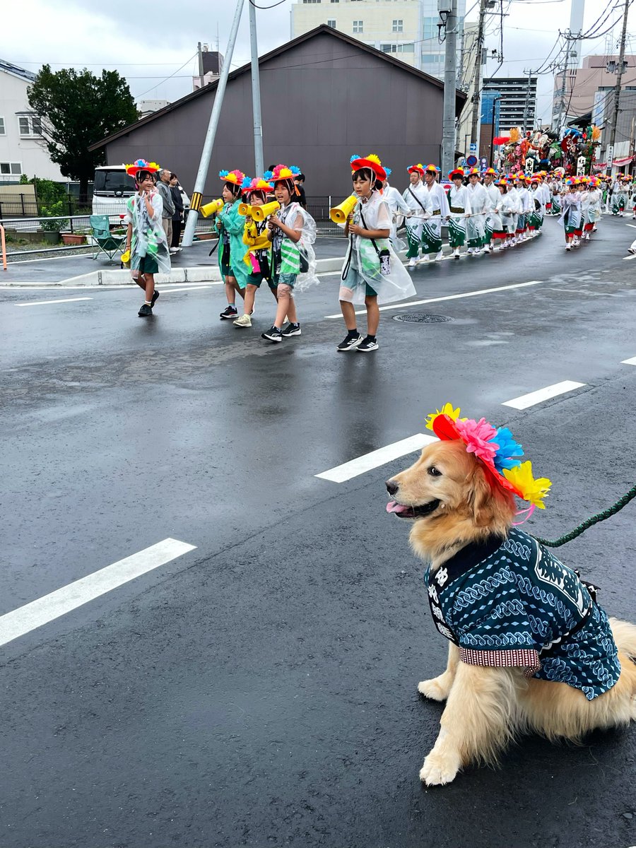 nyantokonyan_2's tweet photo. 人気いぬ🐶 #八戸三社大祭 https://t.co/i6vFcynN3o