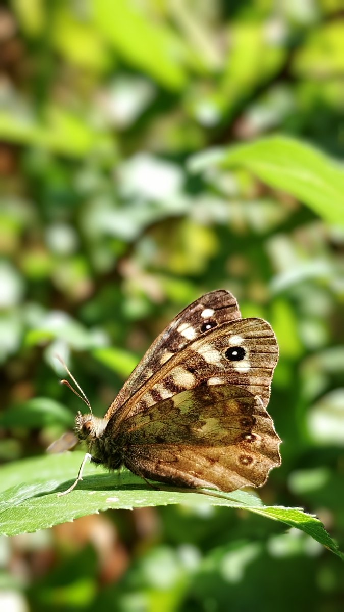 s4r4h_l's tweet photo. #SaturdayMotivation I'm sure by now you have realised I love #butterflies I'm lucky to be able to travel a reasonably short distance to see rare ones but I equally enjoy seeing common ones. Here's a #SpeckledWood, they are always so curious and friendly. @savebutterflies https://t.co/YbPa1iirDD
