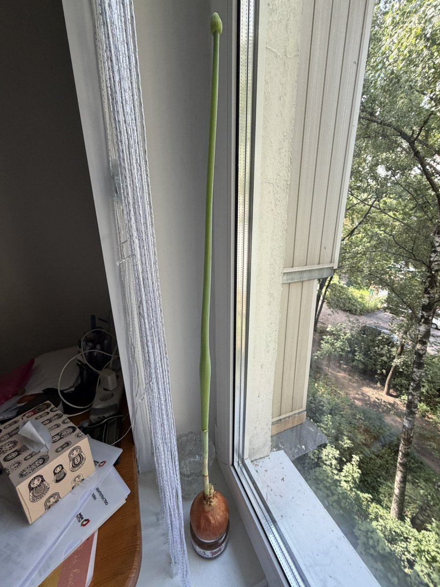 rexzyyqwq's tweet photo. WHAT HAPPENED TO MY ONION LOL https://t.co/GzGGBl9Vty